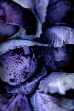 Heads of Many Whole red Cabbage with purple leaves packed indoors