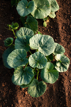 Pumpkin Vine growing in garden soil bed