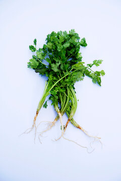 Parsley with roots and green leaves on white background