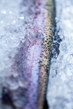 Fresh raw trout on crushed ice for preservation