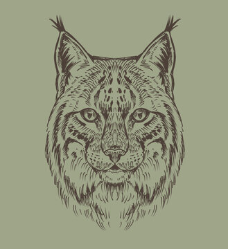 Hand drawn vector illustration of a lynx portrait. Vintage engraved style head of wild bobcat with tufted ears