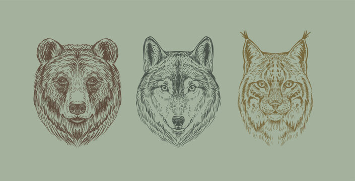 Vintage engraved style heads of bear, wolf and lynx. Hand drawn vector illustrations of wild animal portraits.forest predators.