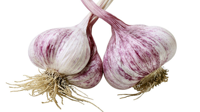 Two fresh whole garlic bulbs with purple streaks and fibrous roots