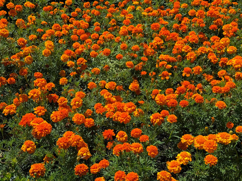 Marigold tagetes erecta bright orange flowers