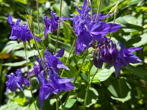 Purple flowers Aquilegia columbine Granny's bonnet