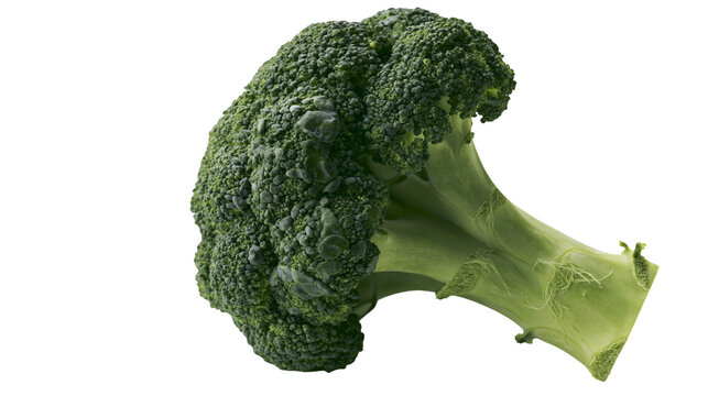Fresh green broccoli floret with thick stalk and textured bumpy surface