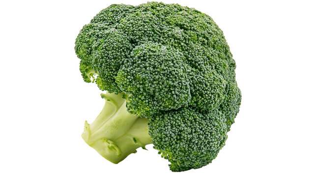 Fresh green broccoli floret with thick stalk and textured vegetable head