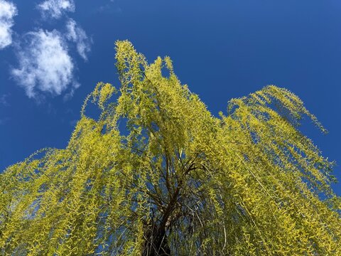 Weeping willow salix tree in spring