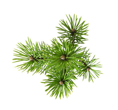 Rosette of green fresh pine twig isolated on white