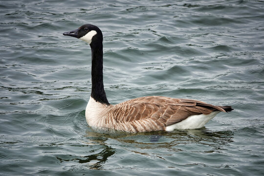 Eine  Kanadagans (Branta canadensis) auf dem Wasser in Nahansicht