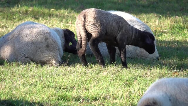 Ein Lamm legt sich zum Schlafen zu seiner Mutter