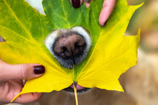 dog's nose close up in a hole in colorful maple leaf