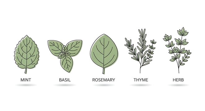 Set of culinary herbs illustrations