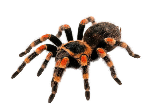 Fuzzy orange and black tarantula spider cutout on transparent background with alpha channel.