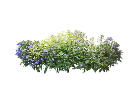 purple flower tree plant isolated