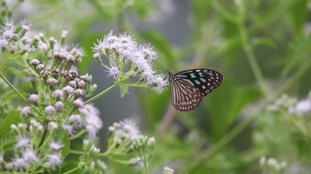 butterfly on a flower