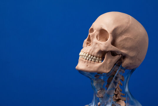 Human skull and cervical spine anatomy with transparent neck on blue background, copy space