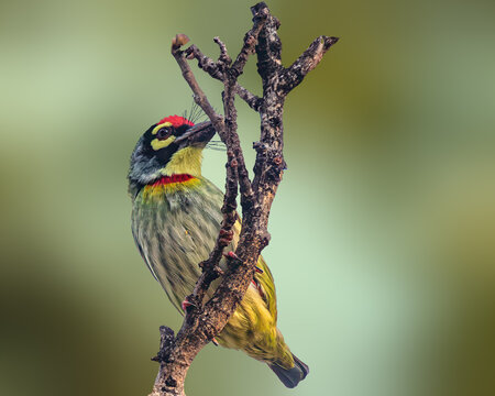 A Coppersmith Barbet