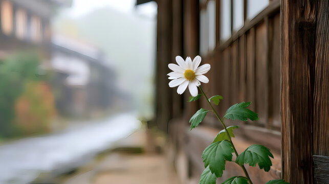 Single white daisy flower growing near a wooden house on a misty day, with soft background bokeh and traditional village atmosphere.