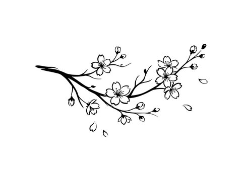 Branch with blossoms and falling petals