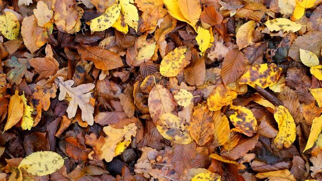 Multicolored fallen leaves densely cover the forest ground, creating a rich natural carpet. This quality close-up video conveys the atmosphere of the autumn season and the beauty of nature in the fore