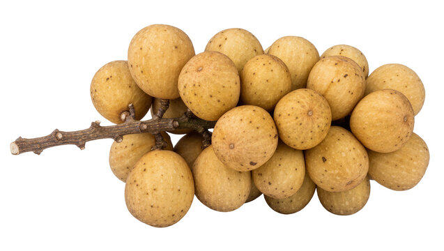 Fresh ripe langsat fruit cluster on a woody stem