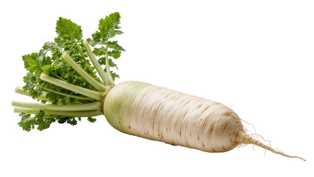 Fresh raw daikon radish with green leafy stalks and long white root