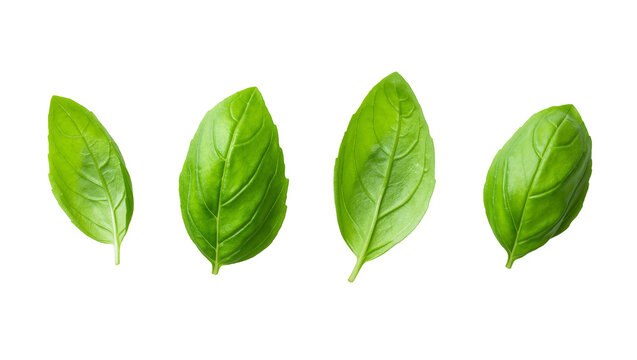 Four fresh green basil leaves arranged in a row