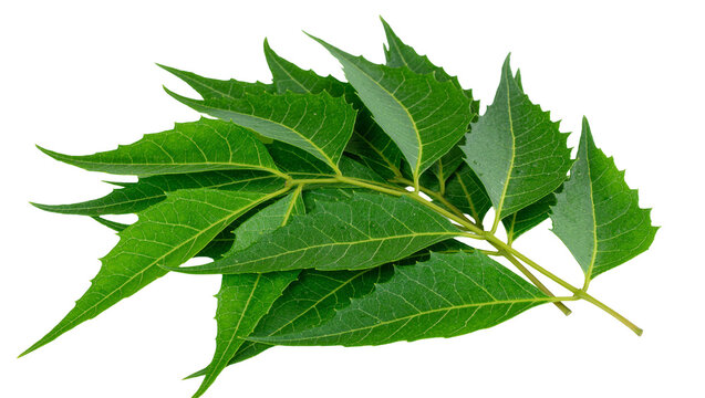 Fresh green neem leaves with serrated edges on a branch