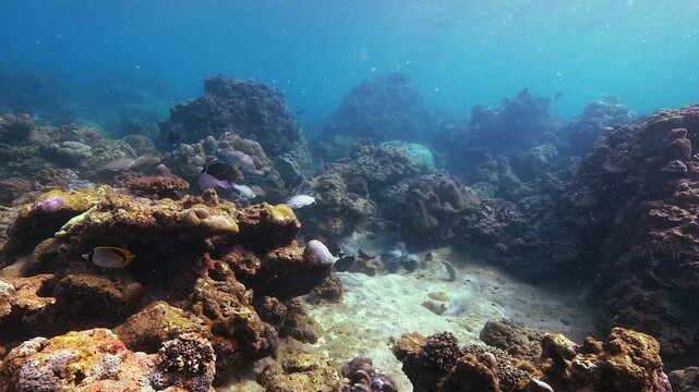 Colorful parrot tropical fish swim gracefully near a stunning coral reef underwater