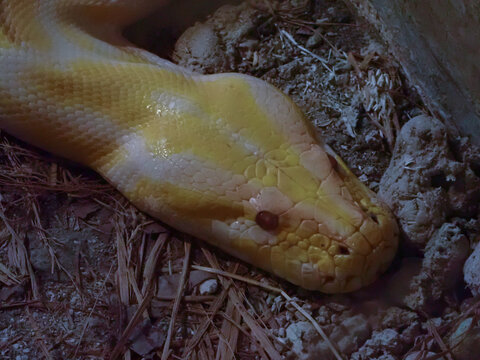 A close-up of a yellow and white snake resting on dry substrate inside a terrarium. This striking snake portrait features detailed scales and a vivid amber eye for wildlife projects.