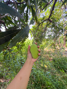 Person Holding a Fresh Green Mango in an Orchard