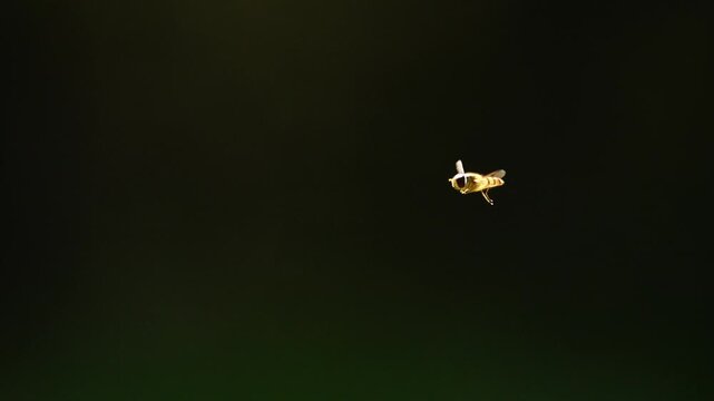 Hoverfly Hovering Mid Air Side View in Super Slow Motion 4K