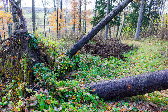 Uprooted spruce trees lying in a woodland area with visible tangled roots, showing fallen timber amidst overgrown grassy foliage in a forest landscape during autumn season