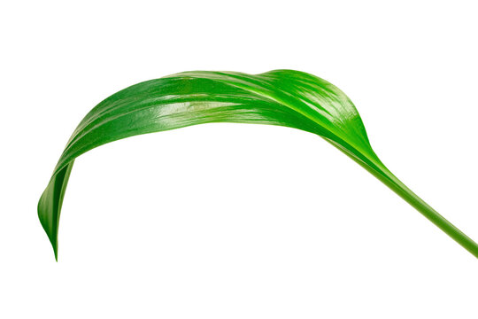 Elegant Green Leaf on Simple Background