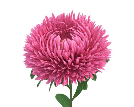 Pink Chrysanthemum Flower on White Background