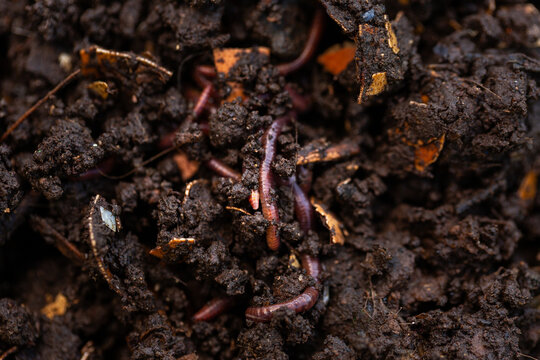 red wiggler earthworm worm in compost soil