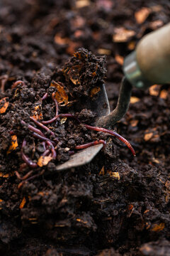 red wiggler earthworms in compost soil on gardening spade