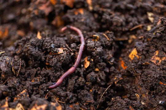 red wiggler earthworm worm in compost soil