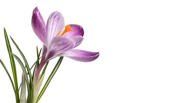A beautiful blooming branch of purple crocus saffron flowers isolated on transparent background