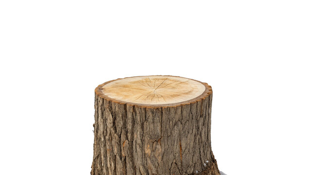 A realistic brown wooden textured tree stump isolated on transparent background