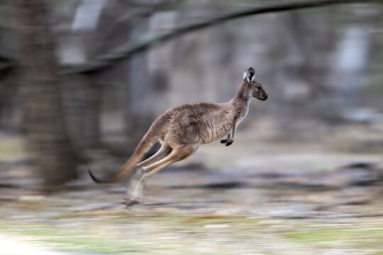 Kangaroo caught mid-leap with motion blur conveying speed through bushland