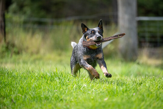Blue Cattle Dog running across green grass carrying a stick in its mouth