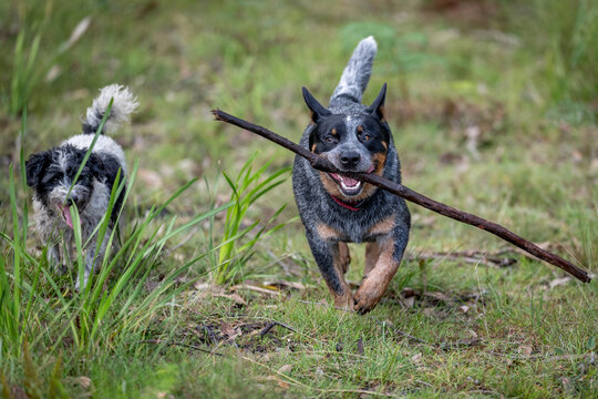 Blue Cattle Dog and scruffy puppy running and playing with a stick on grass
