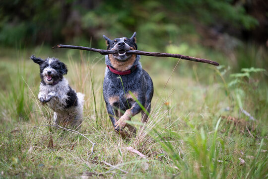 Blue Cattle Dog and scruffy puppy running and playing with a stick on grass