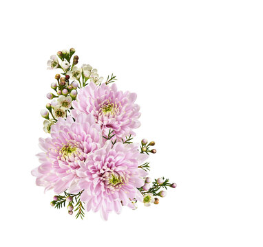 Pink flowers of chrysanthemum and white chamelaucium in a small corner arrangement isolated on white or transparent background