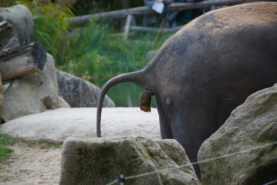 Asian elephant seen from behind with its tail curved, standing between large rocks