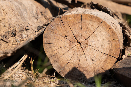 Close up cross section of cut wooden log showing natural rings and cracks