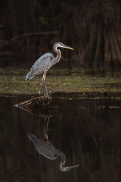 Heron Hunting in Shallow Water