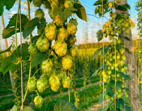 Fresh Hop Cones Growing on Green Vines in a Sunlit Hop Farm